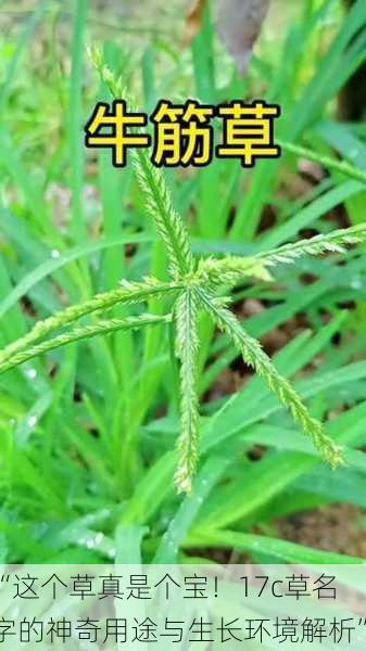 “这个草真是个宝！17c草名字的神奇用途与生长环境解析”