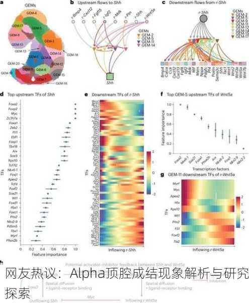 网友热议：Alpha顶腔成结现象解析与研究探索