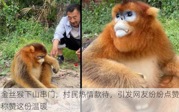 金丝猴下山串门，村民热情款待，引发网友纷纷点赞称赞这份温暖