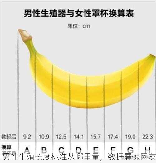 男性生殖长度标准从哪里量，数据震惊网友