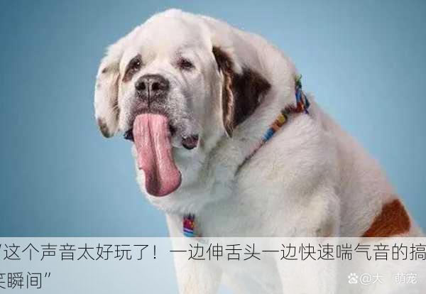 “这个声音太好玩了！一边伸舌头一边快速喘气音的搞笑瞬间”