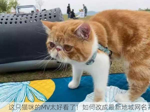这只猫咪的MV太好看了！如何改成最新地域网名？