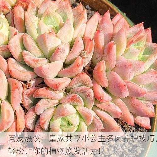 网友热议：皇家共享小公主多肉养护技巧，轻松让你的植物焕发活力！