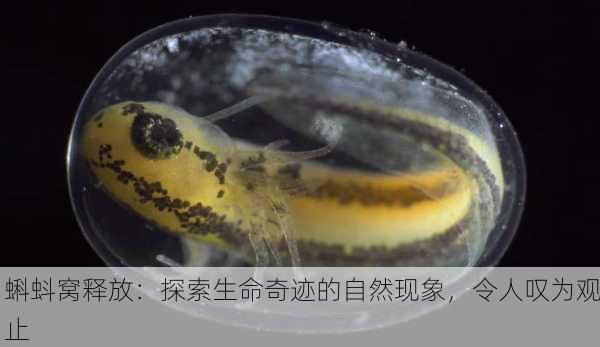 蝌蚪窝释放：探索生命奇迹的自然现象，令人叹为观止