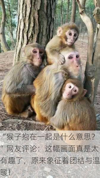 “猴子抱在一起是什么意思？”网友评论：这幅画面真是太有趣了，原来象征着团结与温暖！