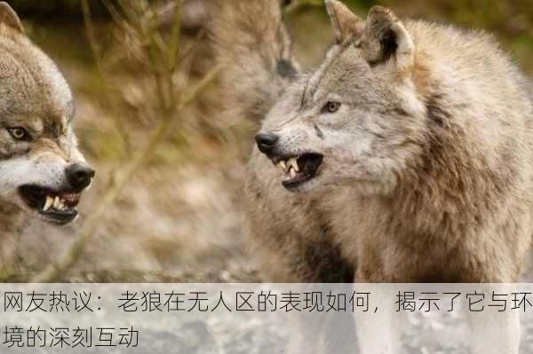 网友热议：老狼在无人区的表现如何，揭示了它与环境的深刻互动