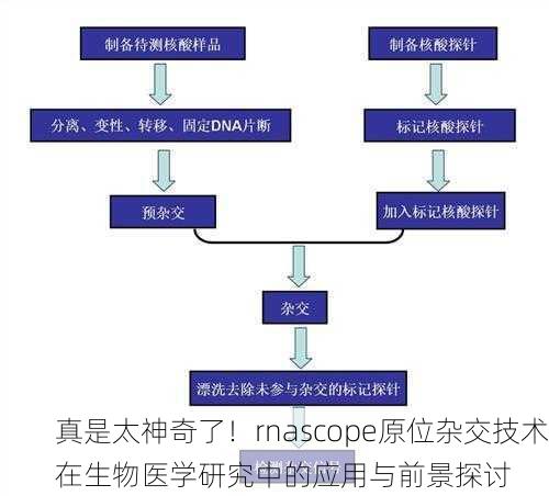 真是太神奇了！rnascope原位杂交技术在生物医学研究中的应用与前景探讨