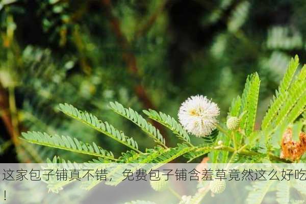这家包子铺真不错，免费包子铺含羞草竟然这么好吃！