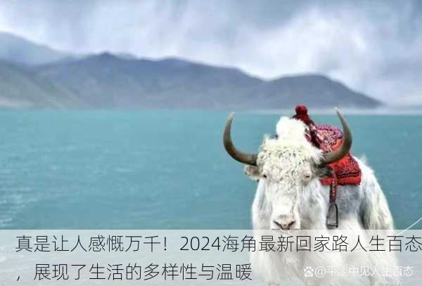 真是让人感慨万千！2024海角最新回家路人生百态，展现了生活的多样性与温暖