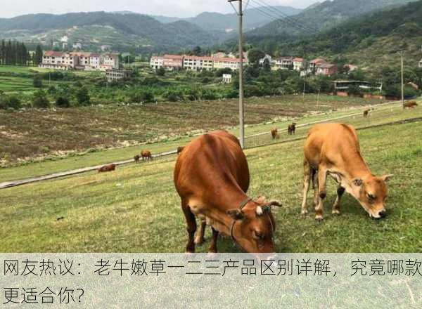 网友热议：老牛嫩草一二三产品区别详解，究竟哪款更适合你？