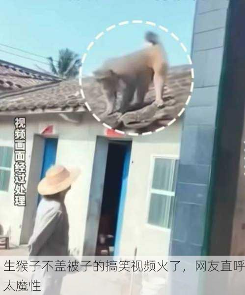 生猴子不盖被子的搞笑视频火了，网友直呼太魔性