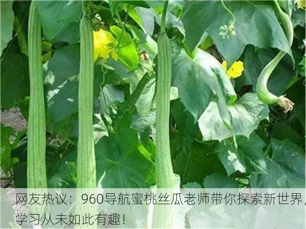 网友热议：960导航蜜桃丝瓜老师带你探索新世界，学习从未如此有趣！