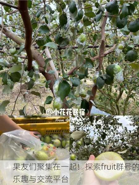 果友们聚集在一起！探索fruit群号的乐趣与交流平台