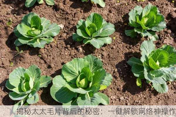 揭秘太太毛片背后的秘密：一键解锁网络神操作