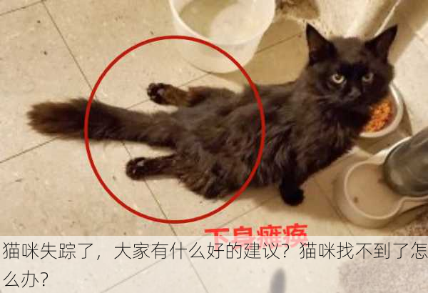 猫咪失踪了，大家有什么好的建议？猫咪找不到了怎么办？