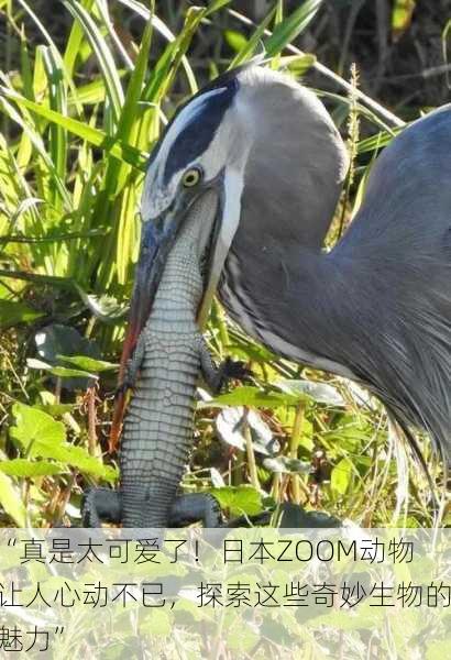“真是太可爱了！日本ZOOM动物让人心动不已，探索这些奇妙生物的魅力”