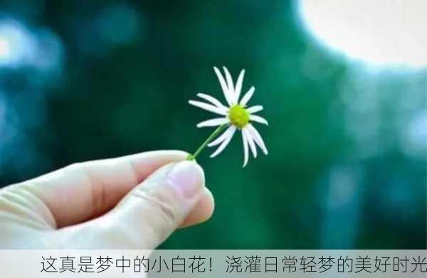 这真是梦中的小白花！浇灌日常轻梦的美好时光