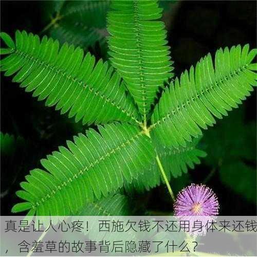 真是让人心疼！西施欠钱不还用身体来还钱，含羞草的故事背后隐藏了什么？