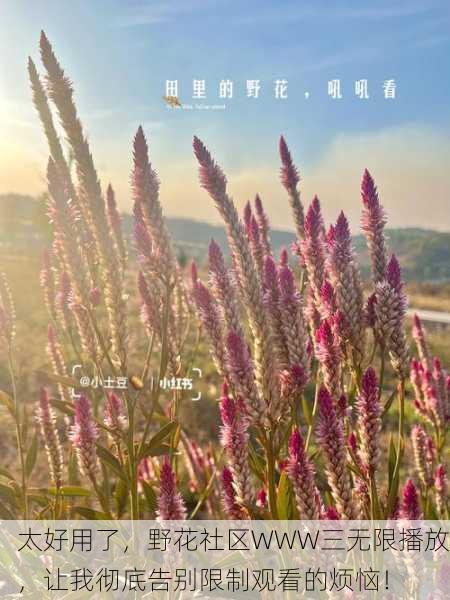 太好用了，野花社区WWW三无限播放，让我彻底告别限制观看的烦恼！