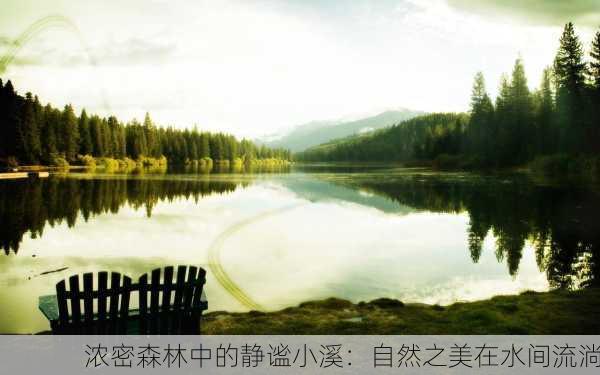 浓密森林中的静谧小溪：自然之美在水间流淌
