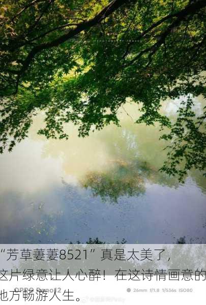 “芳草萋萋8521”真是太美了，这片绿意让人心醉！在这诗情画意的地方畅游人生。