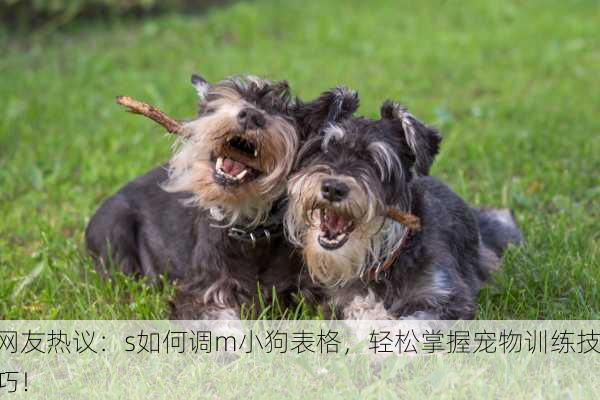 网友热议：s如何调m小狗表格，轻松掌握宠物训练技巧！