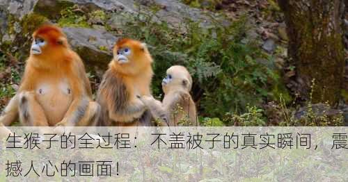 生猴子的全过程：不盖被子的真实瞬间，震撼人心的画面！
