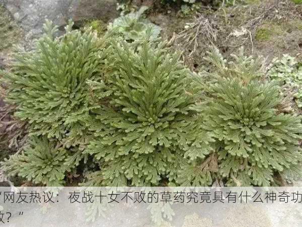 “网友热议：夜战十女不败的草药究竟具有什么神奇功效？”
