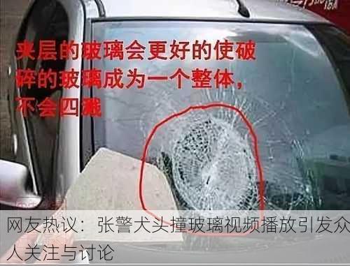 网友热议：张警犬头撞玻璃视频播放引发众人关注与讨论