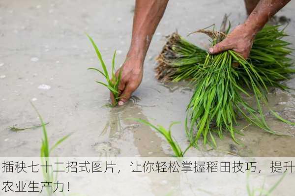 插秧七十二招式图片，让你轻松掌握稻田技巧，提升农业生产力！