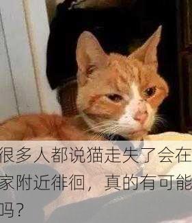 很多人都说猫走失了会在家附近徘徊，真的有可能吗？
