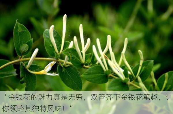 “金银花的魅力真是无穷，双管齐下金银花笔趣，让你领略其独特风味！”