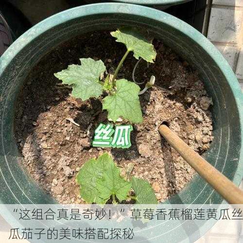 “这组合真是奇妙！”草莓香蕉榴莲黄瓜丝瓜茄子的美味搭配探秘