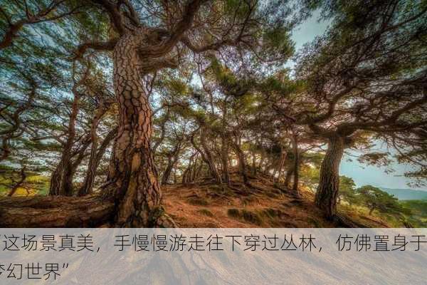 “这场景真美，手慢慢游走往下穿过丛林，仿佛置身于梦幻世界”
