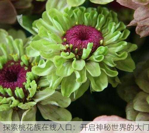 探索桃花族在线入口：开启神秘世界的大门