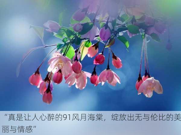 “真是让人心醉的91风月海棠，绽放出无与伦比的美丽与情感”