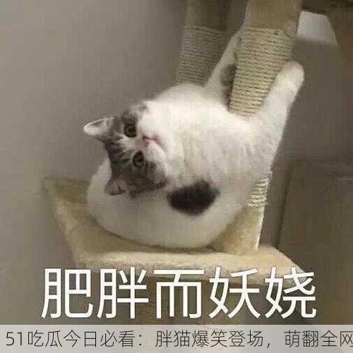 51吃瓜今日必看：胖猫爆笑登场，萌翻全网