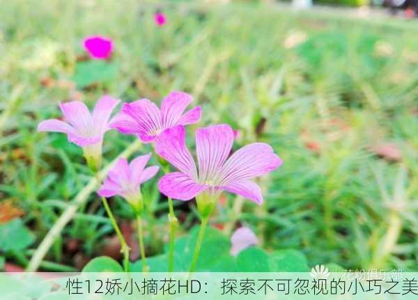 性12娇小摘花HD：探索不可忽视的小巧之美