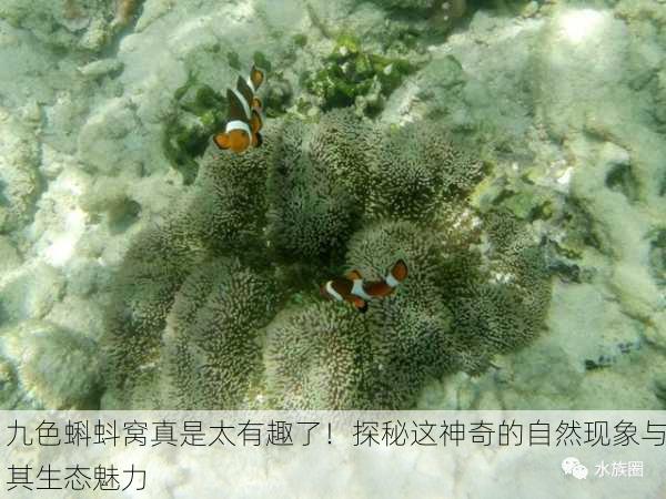 九色蝌蚪窝真是太有趣了！探秘这神奇的自然现象与其生态魅力