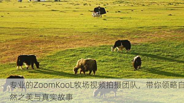 专业的ZoomKooL牧场视频拍摄团队，带你领略自然之美与真实故事