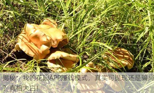 揭秘：我的花园APP赚钱模式，真实可提现还是骗局？真相大白！
