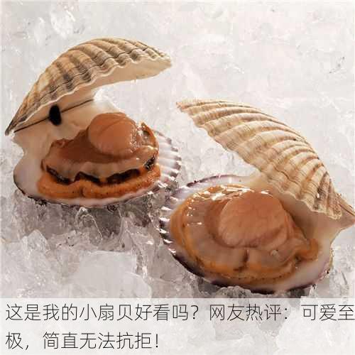 这是我的小扇贝好看吗？网友热评：可爱至极，简直无法抗拒！