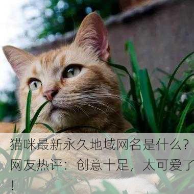 猫咪最新永久地域网名是什么？网友热评：创意十足，太可爱了！