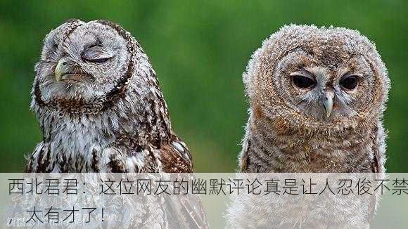 西北君君：这位网友的幽默评论真是让人忍俊不禁，太有才了！