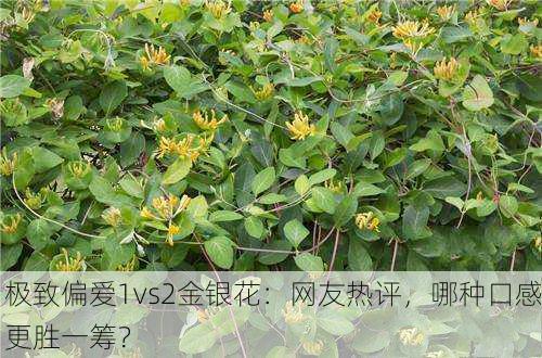 极致偏爱1vs2金银花：网友热评，哪种口感更胜一筹？