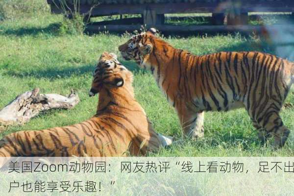 美国Zoom动物园：网友热评“线上看动物，足不出户也能享受乐趣！”