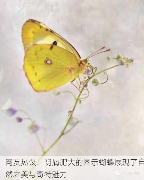 网友热议：阴脣肥大的图示蝴蝶展现了自然之美与奇特魅力