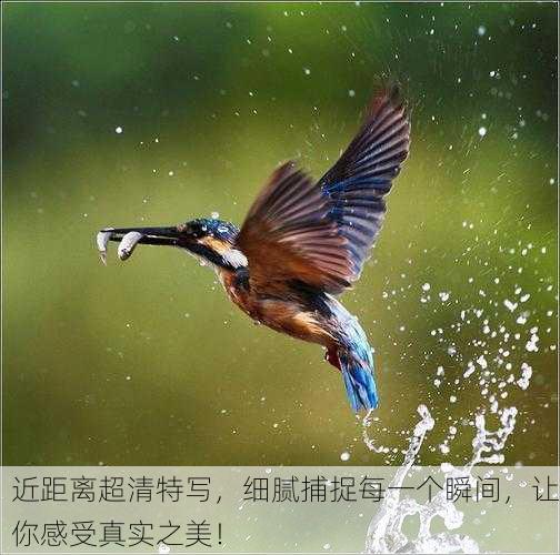 近距离超清特写，细腻捕捉每一个瞬间，让你感受真实之美！