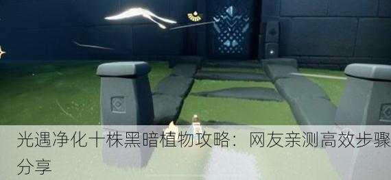 光遇净化十株黑暗植物攻略：网友亲测高效步骤分享
