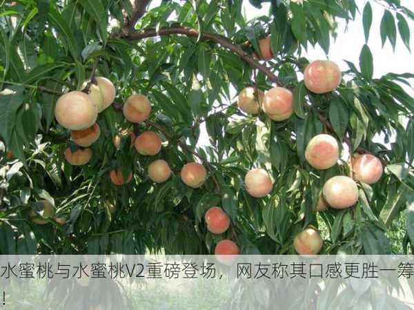 水蜜桃与水蜜桃V2重磅登场，网友称其口感更胜一筹！